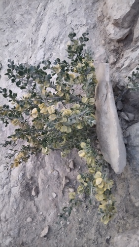 قیچ، (Zygophyllum atriplicoides)