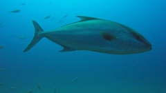 Seriola rivoliana