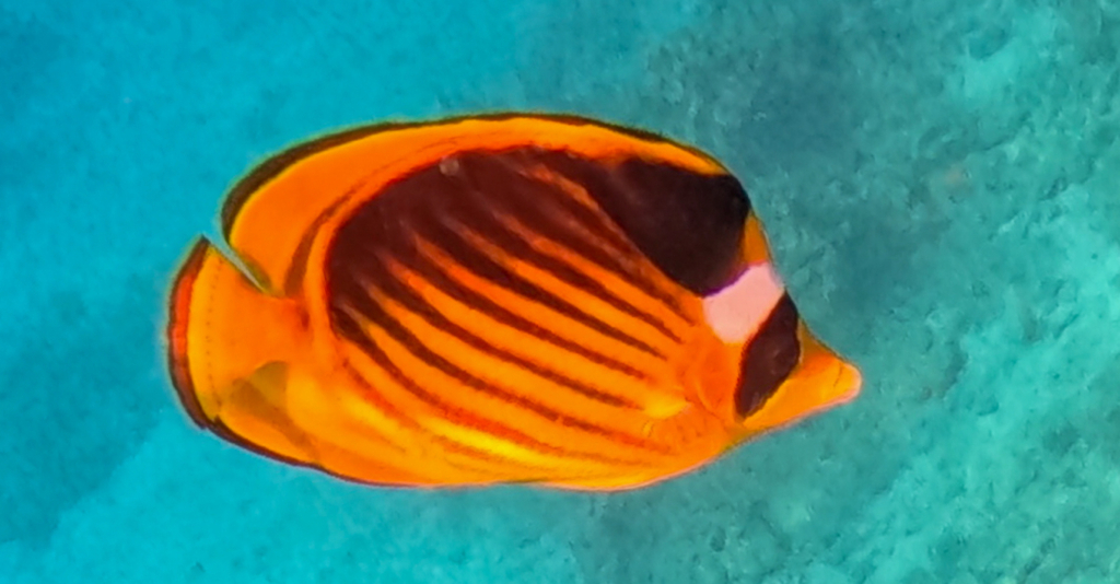 Diagonal butterflyfish