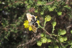 Heliothodes diminutiva