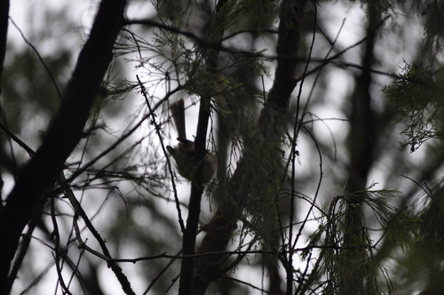Grey Fantail, Ballarat VIC, Australia, photo 8 of 10