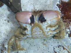 Lophopanopeus bellus