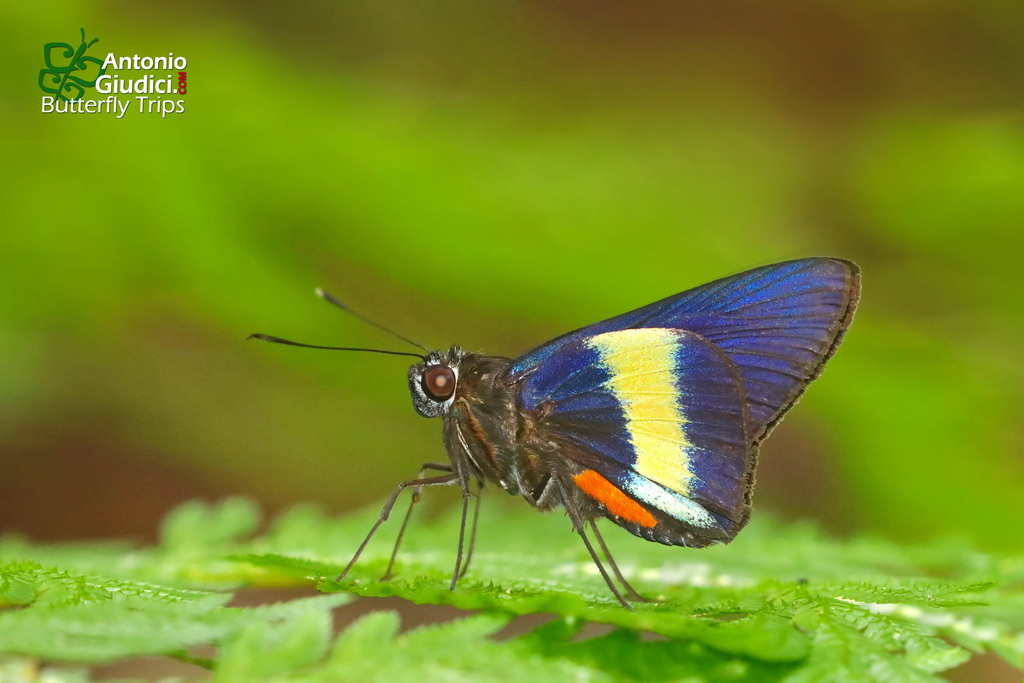 Mimene cyanea