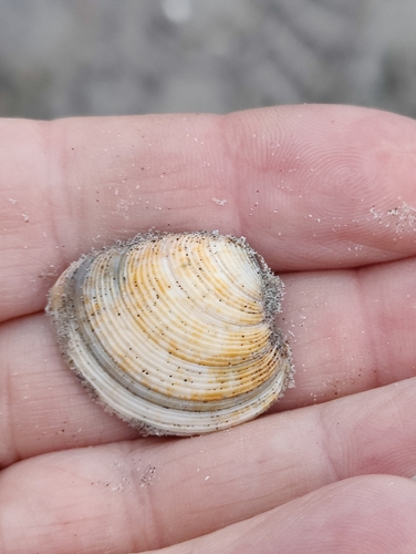 Striped Venus, 9161 CT Hollum, Niederlande, photo 9 of 10