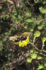 Heliothodes diminutiva