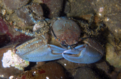 Petrolisthes manimaculis