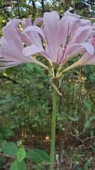 Lycoris squamigera