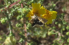 Heliothodes diminutiva