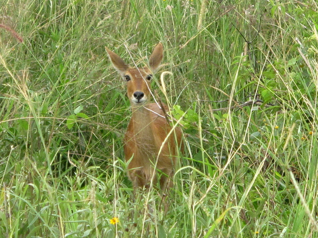 Redunca redunca wardi, Monduli, Tanzania, by alexrdpayne