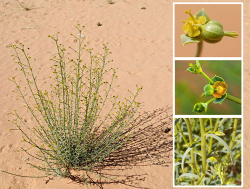 Euphorbia guyoniana