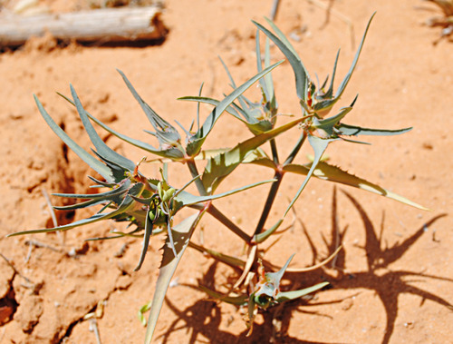 Euphorbia retusa