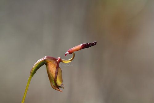 Darling Range duck orchid (Paracaleana ferricola)