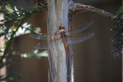 Libellula saturata