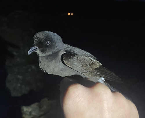 European Storm-Petrel, Listafjorden, Vanse, Agder, NO, photo 9 of 10