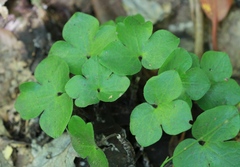 Hepatica americana