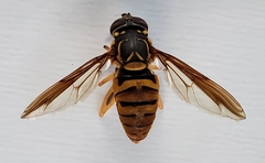 Spilomyia alcimus