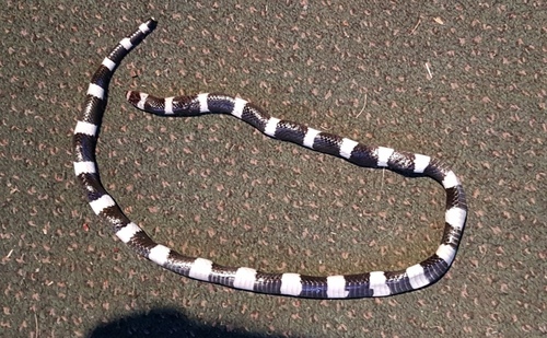 Eastern Bandy Bandy sighting