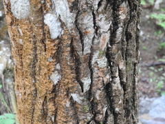 Gyrocarpus jatrophifolius