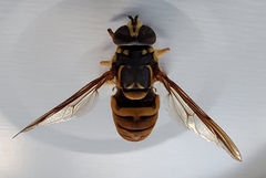 Spilomyia alcimus