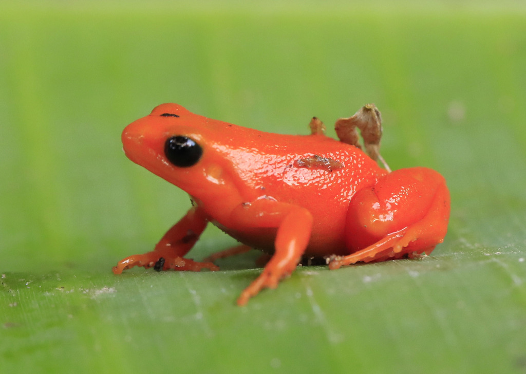 Ginger Tree Frog