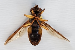 Spilomyia alcimus
