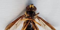 Spilomyia alcimus