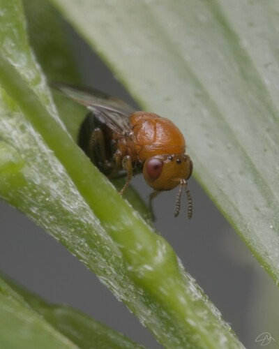 Photo of Longleaf Wattle Gall Wasp (Trichilogaster acaciaelongifoliae)