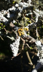 Teloschistes sieberianus
