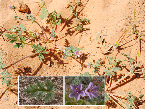 Cut-leaved Stork's-bill