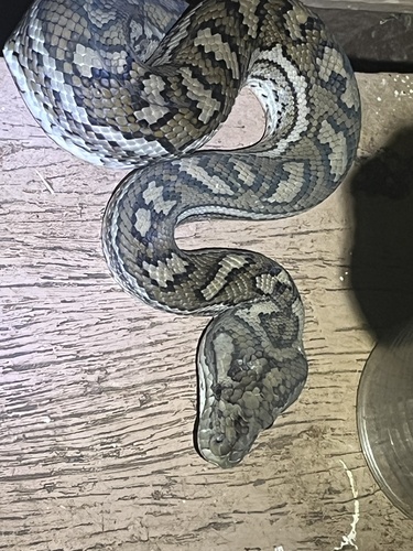 Coastal Carpet Python sighting