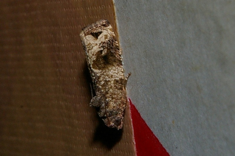 Gnathmocerodes tonsoria