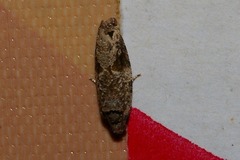 Gnathmocerodes tonsoria