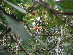 Columnea domingensis