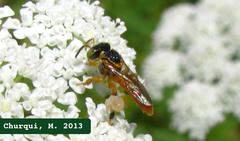 Tetragonisca fiebrigi