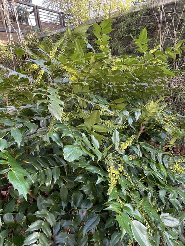 Hybrid Mahonia (Berberis ×)