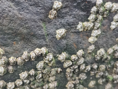 Beaked Barnacle, 9163 GB Nes, Niederlande, photo 10 of 10