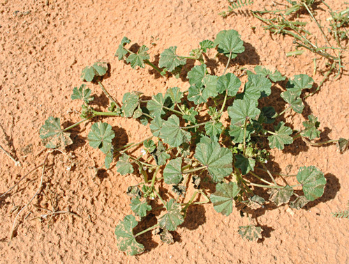 cheeseweed mallow