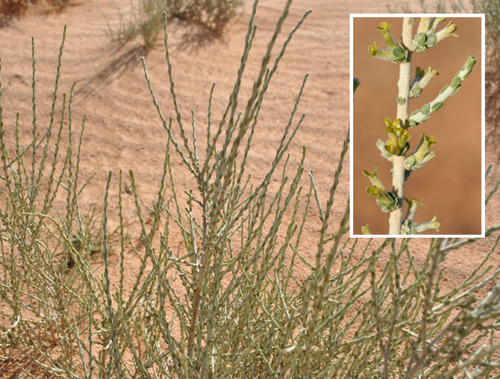 Thymelaea microphylla
