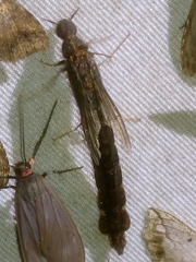 Atractocerus brasiliensis