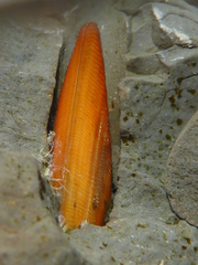 Adula gruneri
