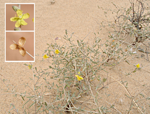 Helianthemum lippii