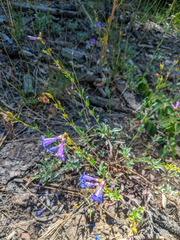 Penstemon parvulus