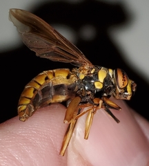 Spilomyia alcimus