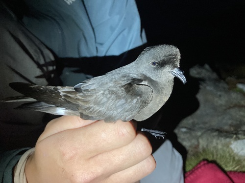 European Storm-Petrel, Listastrendene, Vanse, Agder, NO, photo 7 of 10