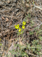Eriogonum congdonii