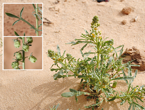Reseda arabica