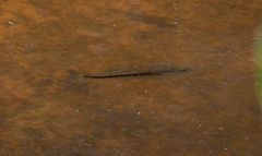 Micropterus punctulatus