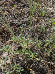 Eriogonum congdonii