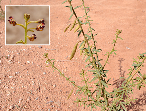 Cleome amblyocarpa