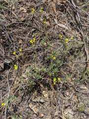 Eriogonum congdonii